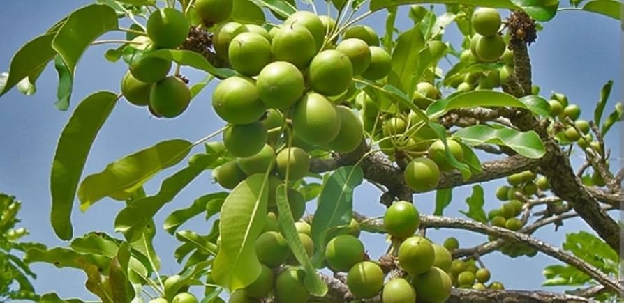 GSA Signs Agreement with AfDB’s ACCF to leverage over USD 1.3 million to Promote Climate Resilience in Togo and Burkina Faso